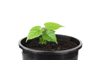 The seedling of linden on the white background