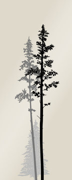 Vector silhouette of a pine fores