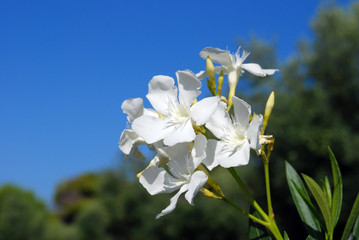 White flowers of oleander
