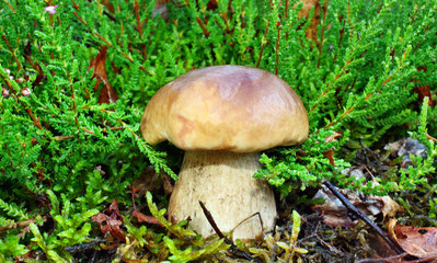 Boletus edulis