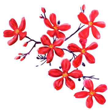 Red flowers isolated on white