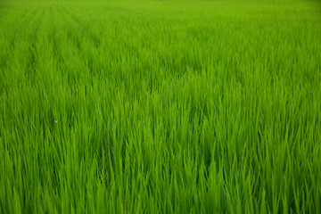 Green background of rice field