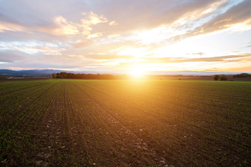 Sunset over the field