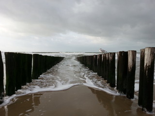Möwe auf Wellenbrecher am Strand von Domburg
