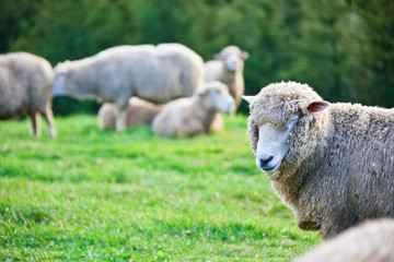 대관령 양떼목장