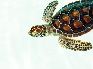 Acrylic prints Tortoise Cute endangered baby turtle
