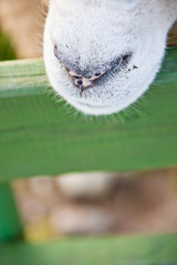 대관령 양떼목장