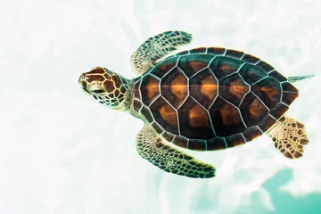 Zelfklevend Fotobehang Schildpad Schattige bedreigde babyschildpad