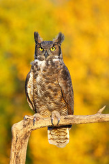 Great horned owl sitting on a stick