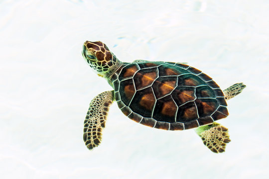 Ropics Images – Browse 34 Stock Photos, Vectors, and Video | Adobe Stock