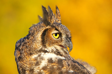 Obraz premium Portrait of Great horned owl