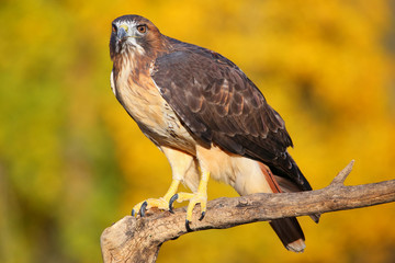 Fototapeta premium Red-tailed hawk sitting on a stick