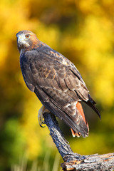 Red-tailed hawk sitting on a stick