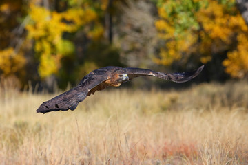 Red-tailed hawk in flight