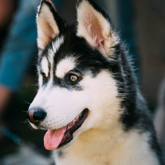 Close Up Young Happy Husky Puppy Eskimo Dog