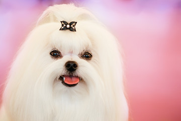 Cute Shih Tzu White Toy Dog
