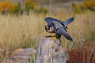 Peregrine falcon sitting on a rock