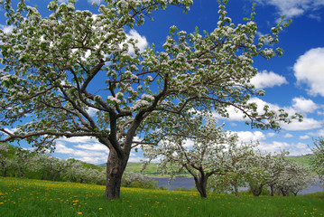 White Flowers of Apple Trees