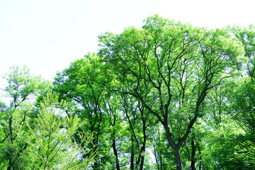 Beautiful trees in forest