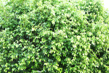 Fototapeta na wymiar Beautiful green bush close up