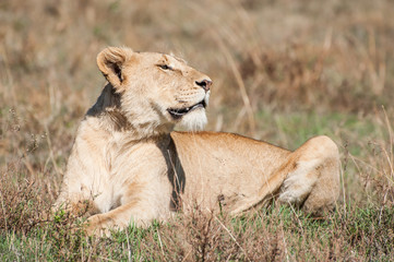 Fototapeta na wymiar Lioness in the grass