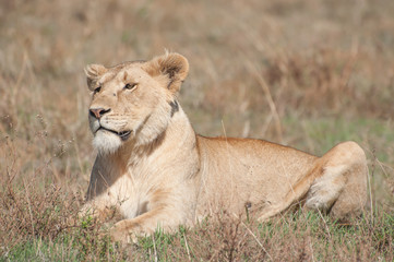 Fototapeta na wymiar Lioness in Early morning sun