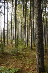Early Morning View of Pine Forest in Fall