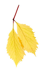 Autumn leaves isolated on white