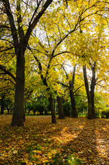 Autumn trees in the park