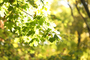 Beautiful tree leaves