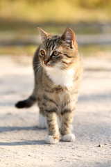 Fototapeta premium Cat outdoors