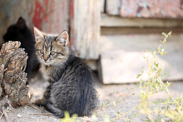 Kittens outdoors