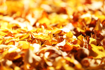 Beautiful autumn leaves