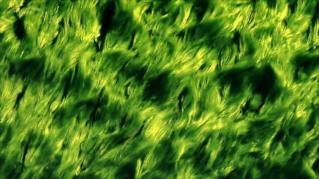 Algas verdes  con agua transparente moviendose suavemente