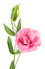 Naklejka premium Beautiful eustoma flower isolated on white