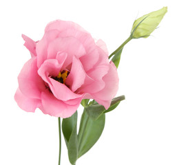 Naklejka premium Beautiful eustoma flower isolated on white