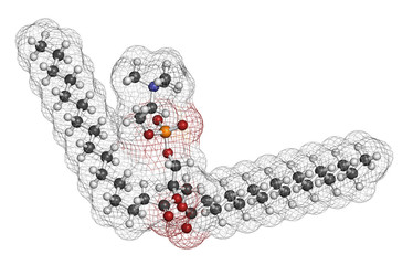 Pulmonary surfactant molecule.  © molekuul.be