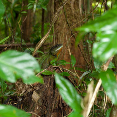 Indochinese water dragon.