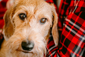 Wirehaired Dachshund Sits In Hands Of Mistress. Close Up Dog Por