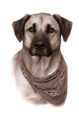 Large mixed breed dog in vintage sepia