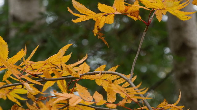 Orange leaves rowan-tree in the autumn forest