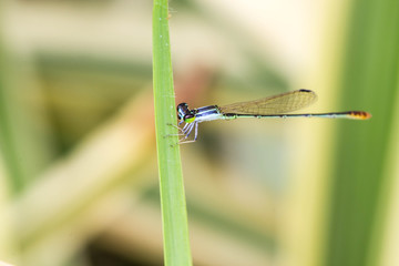 Damsel Flies