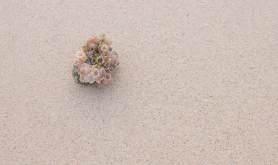 Shells on sandy beach
