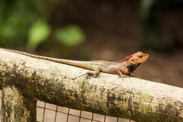 Changeable Lizard