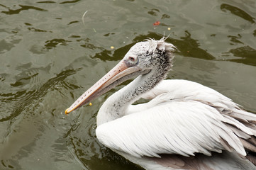 Dalmatian Pelican