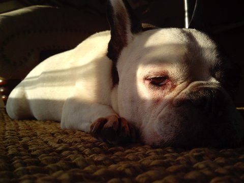 Sleepy Dog