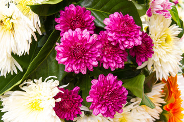 Beautiful small purple chrysanthemums with white and yellow.