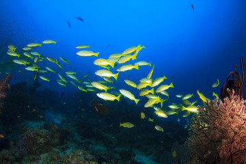 School of fish on coral reef underwater