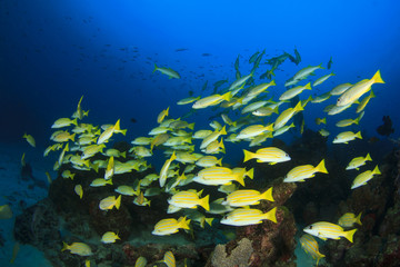 School yellow fish on coral reef