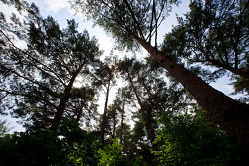 서벽리 금강 소나무숲